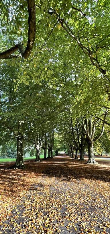 Preview of Bristol Ring Section 5