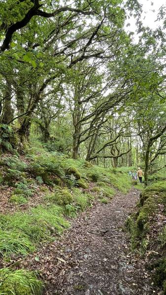 Preview of Fairy land at Tŷ Canol Wood
