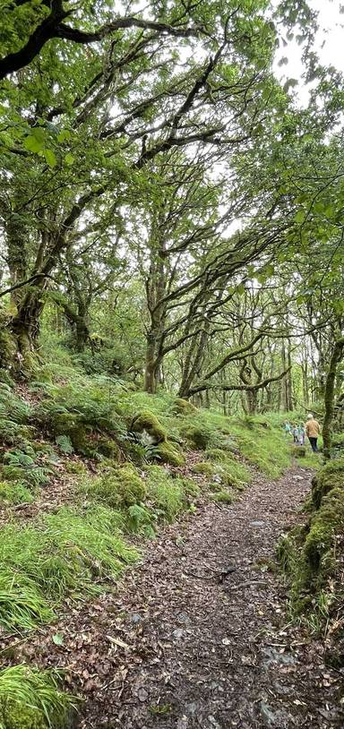 Preview of Fairy land at Tŷ Canol Wood