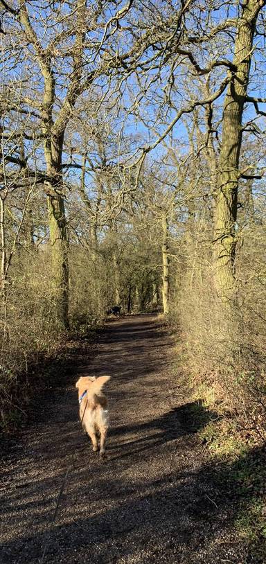 Preview of Woodland Walking in Shenley