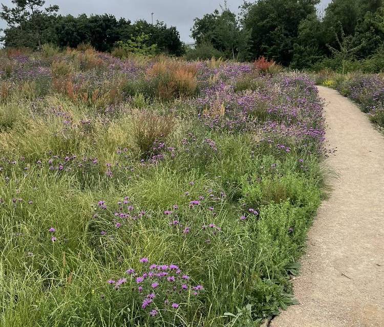 Preview of Filwood Park Wildflowers Step-free