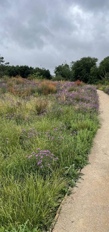Preview of Filwood Park Wildflowers Step-free