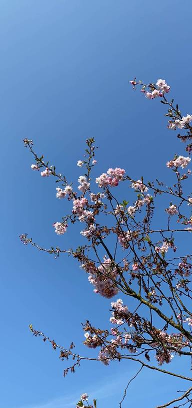 Preview of Brentwood to Shenfield Trail