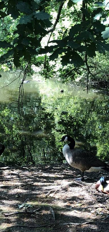 Preview of Jaunt around Boston Manor Park