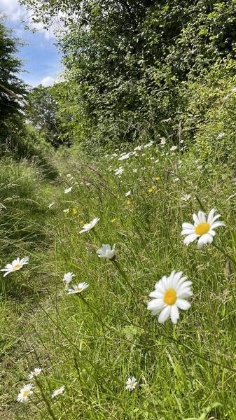 Preview of Saltmarsh Drive Open Space & Farm