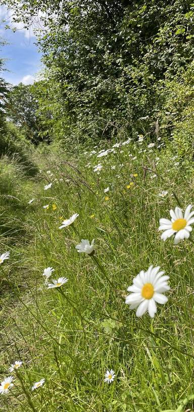 Preview of Saltmarsh Drive Open Space & Farm
