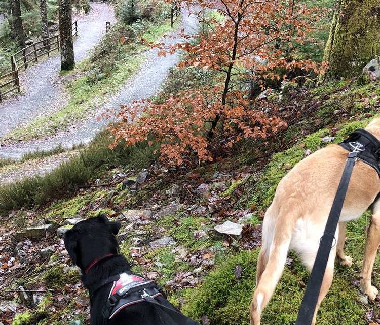 Preview of Pont Cae’n y Coed circular stroll