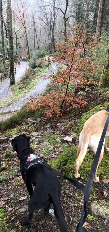 Preview of Pont Cae’n y Coed circular stroll