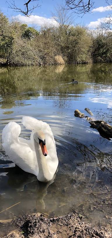 Preview of Hilsea Lines Woodland History Tour