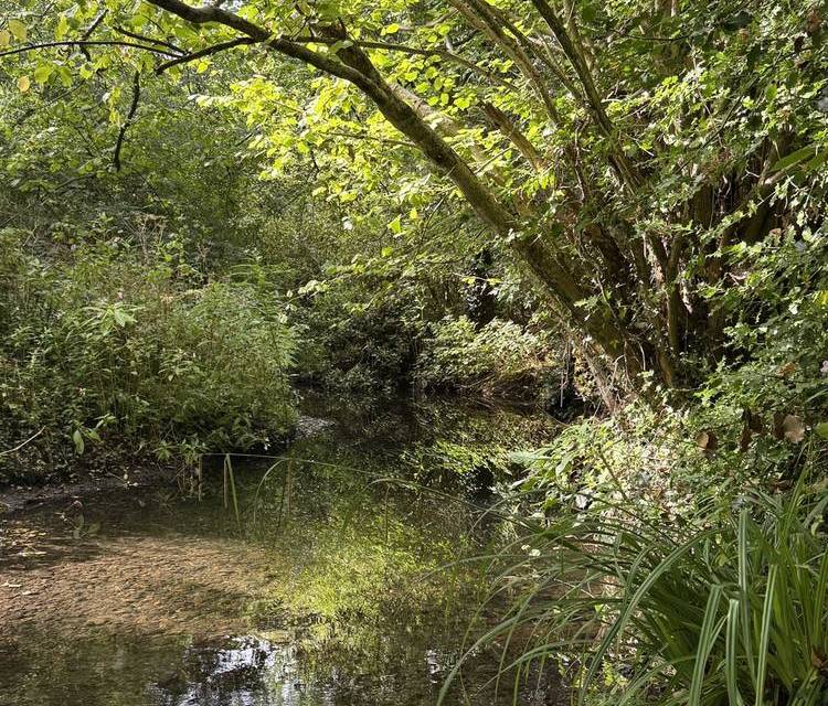 Preview of Hall Green Naturehood Trail
