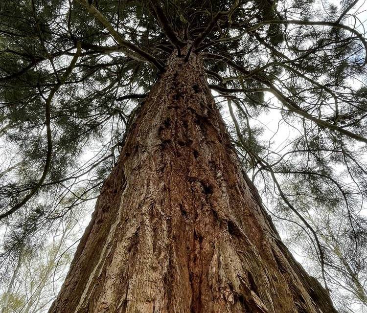 Preview of The giant sequoias of Havering