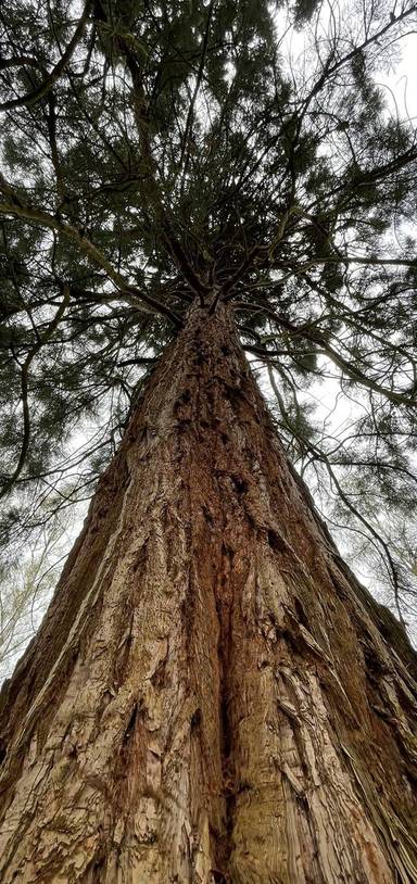 Preview of The giant sequoias of Havering