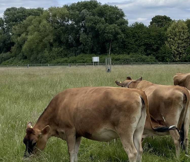 Preview of Sheldon Country Park Trail