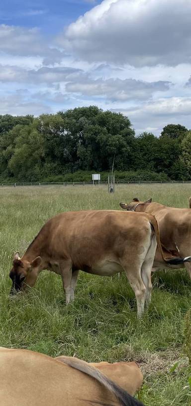 Preview of Sheldon Country Park Trail