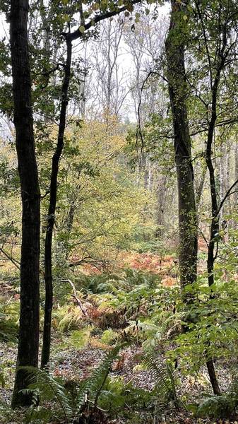 Preview of Beautiful Berkley Woods