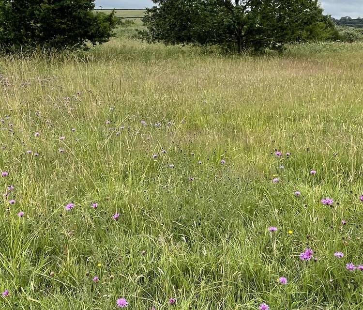 Preview of Hawkfield Meadow Magic