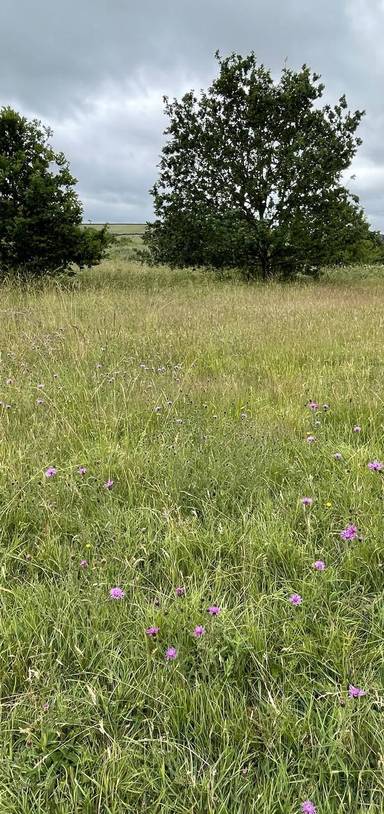 Preview of Hawkfield Meadow Magic