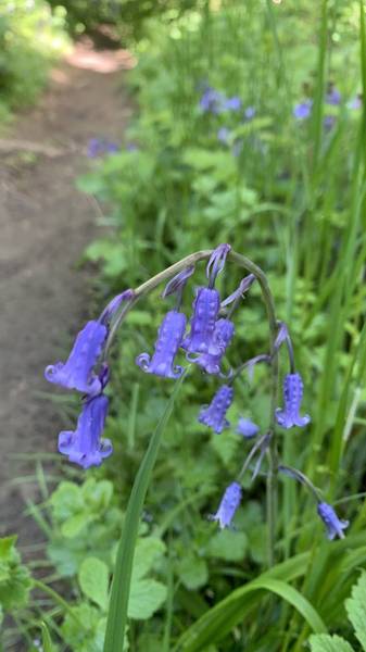 Preview of Linslade woods (bluebells)