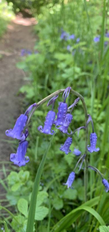 Preview of Linslade woods (bluebells)