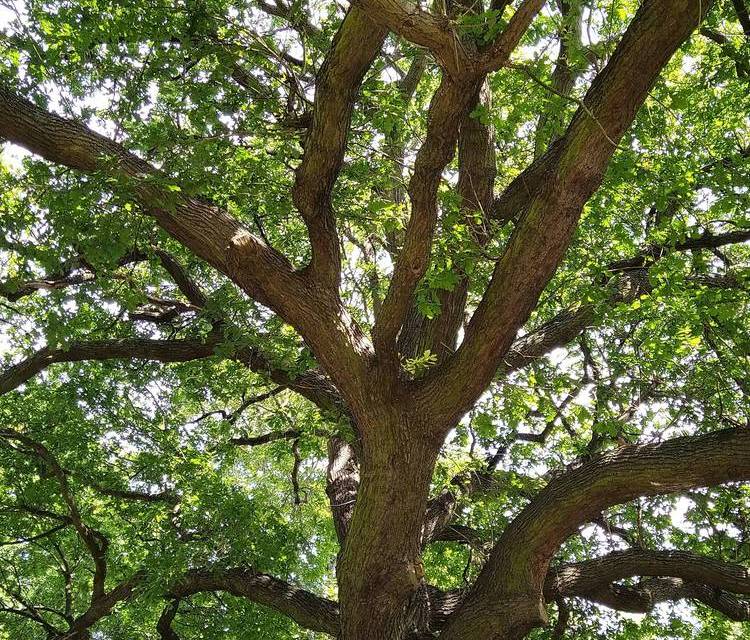 Preview of Kneller Gardens Tree Trail