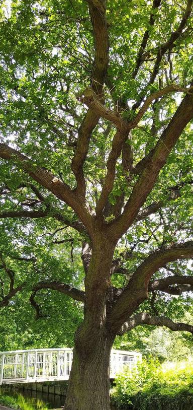 Preview of Kneller Gardens Tree Trail