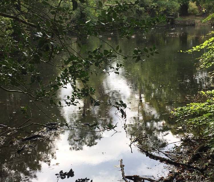 Preview of Bradbourne Lakes