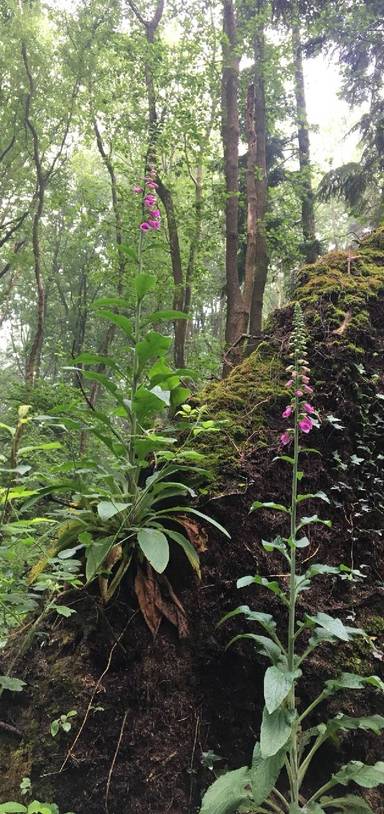 Preview of Combley Great Wood loop