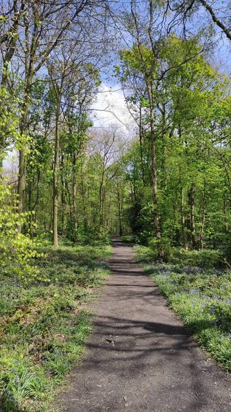 Preview of Oldmoor Wood Circular Walk