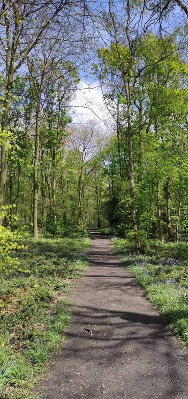 Preview of Oldmoor Wood Circular Walk