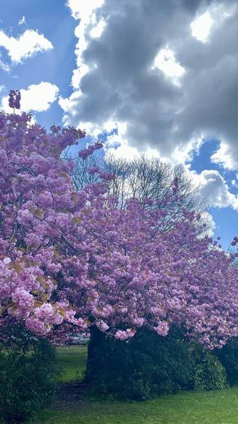 Preview of Blossom paradise in Manchester