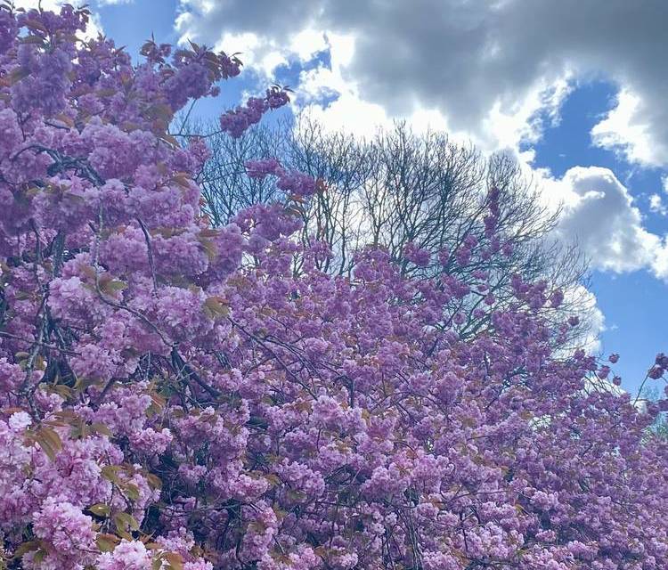Preview of Blossom paradise in Manchester