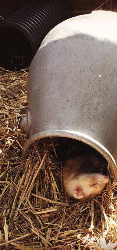 Preview of Short trip to Godstone Farm