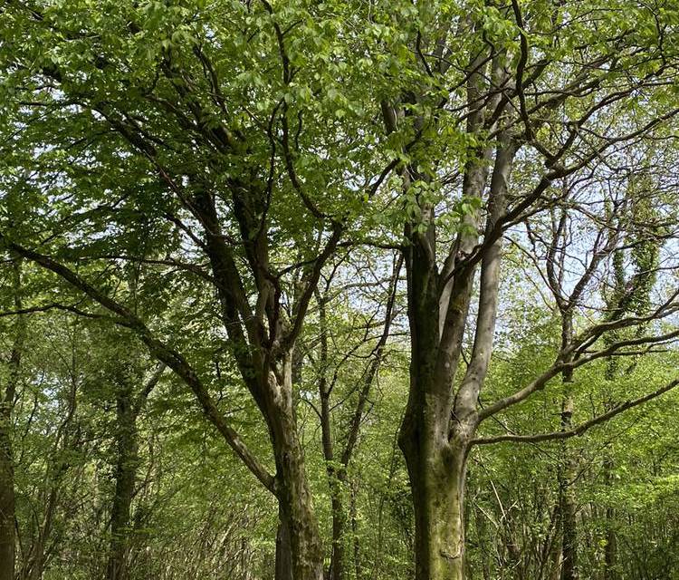 Preview of The Leigh Woods Loop