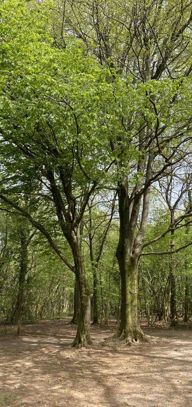 Preview of The Leigh Woods Loop