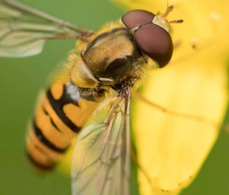 Preview of The Hoverfly Hop