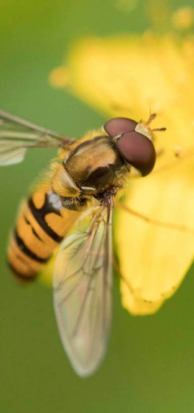 Preview of The Hoverfly Hop