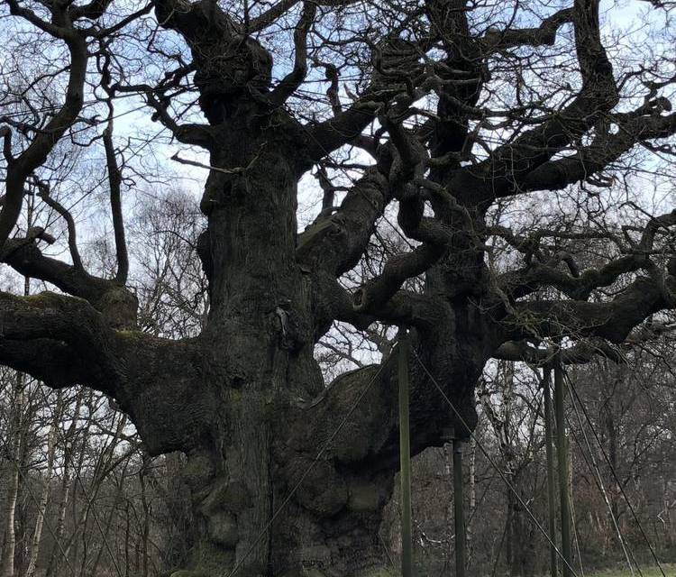 Preview of Sherwood woodland walk