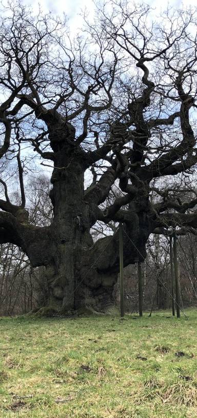 Preview of Sherwood woodland walk