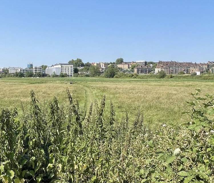 Preview of Mosey on the Marsh