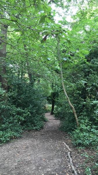 Preview of Dulwich Wood