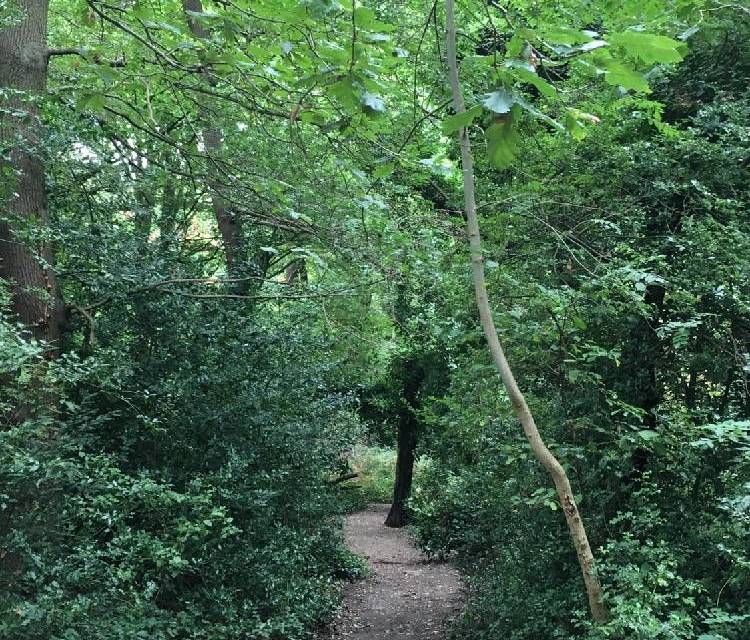 Preview of Dulwich Wood