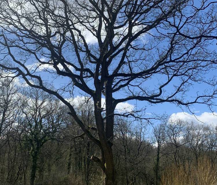Preview of Langdon Hills Loop