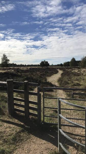 Preview of Brandon Country Park and Heath