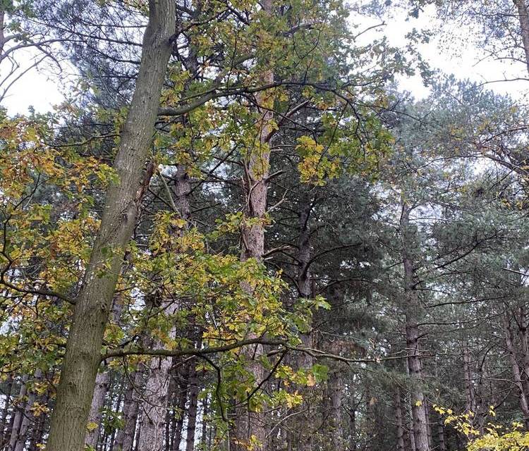 Preview of Orwell Country Park’s Bridge Wood