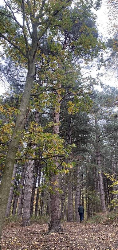 Preview of Orwell Country Park’s Bridge Wood