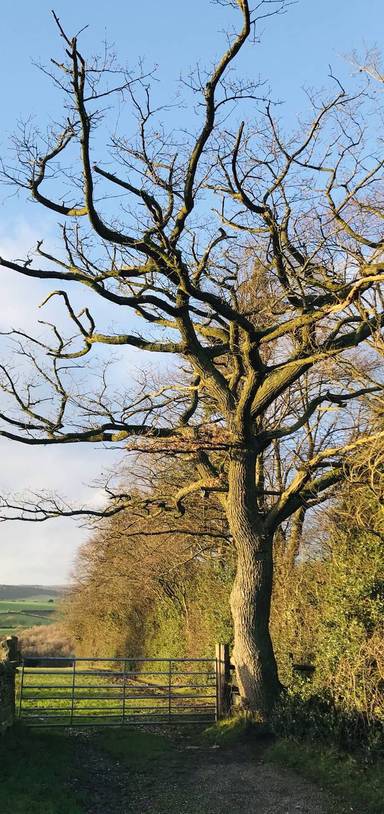 Preview of Gillfield Woods & Old Totley loop