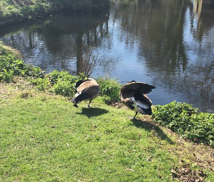 Preview of Woodland Gardens, Bushy Park