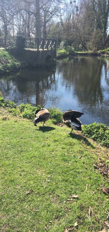 Preview of Woodland Gardens, Bushy Park