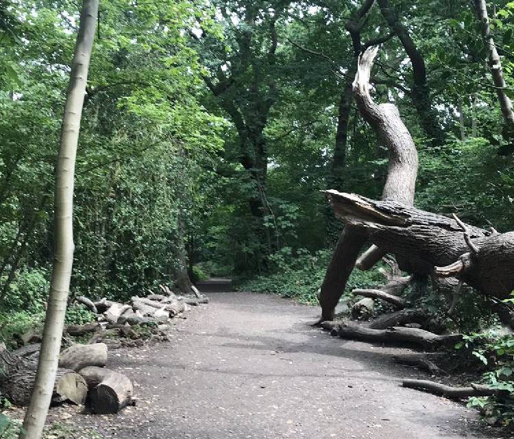 Preview of Great North Wood part 5
