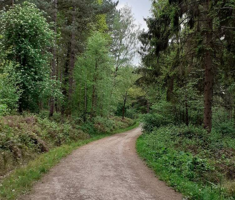 Preview of Really Good Robin Wood Walk